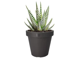 Květináč Kanten 25 cm, antracitový